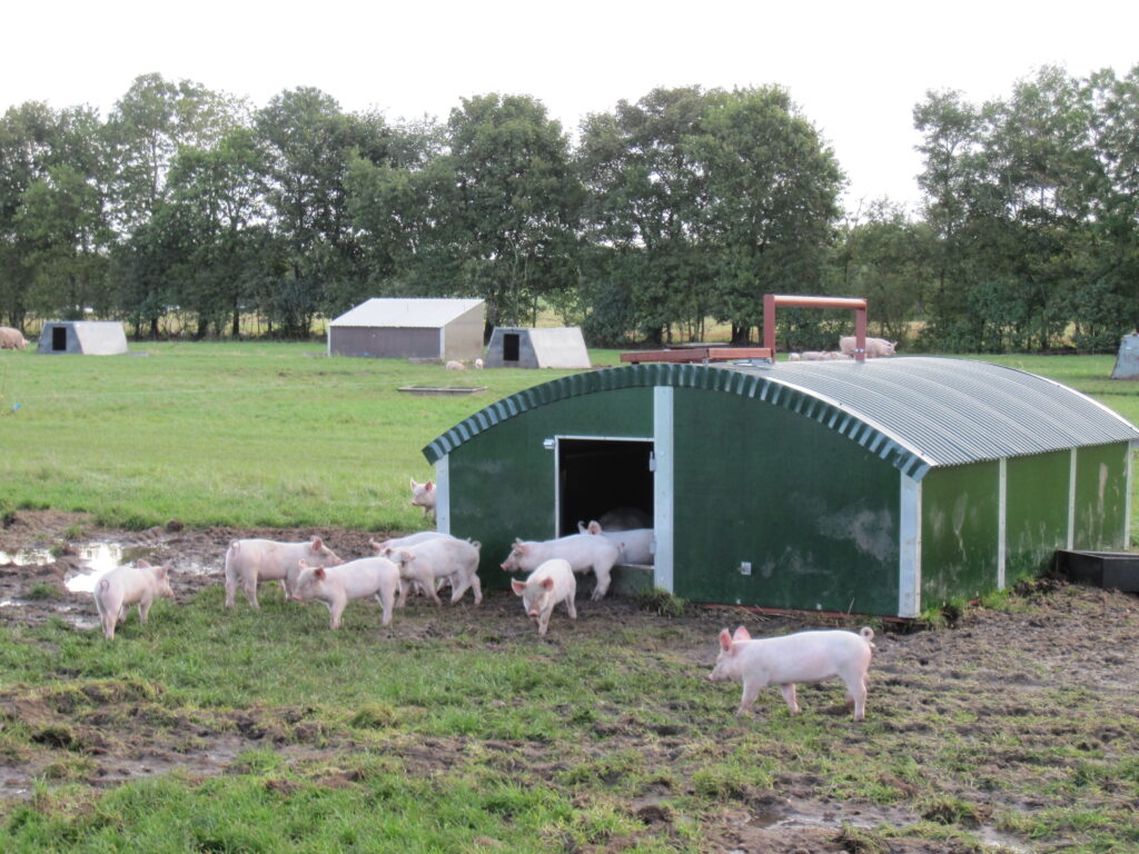Schweinehütte, isoliert  (B 2,80 m x L 4,20 m x H 1,10 m)